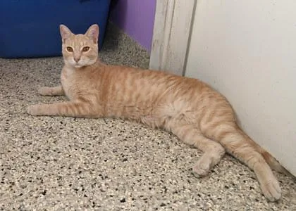 An adult medium-sized male Domestic Short Hair cat named Tweek for adoption in Baton Rouge, LA