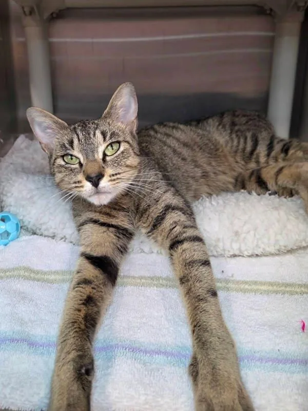 An adult small-sized female Domestic Short Hair cat named Puff Pastry for adoption in Millersville, MD