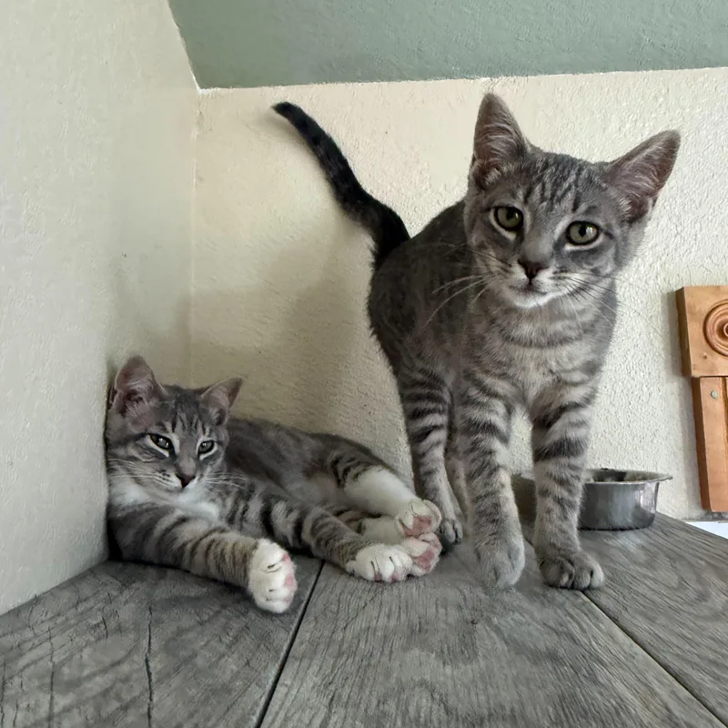 A baby medium-sized female Tabby (Gray / Blue / Silver) Domestic Short Hair cat named Breezy & Meadow for adoption in Ridgway, CO