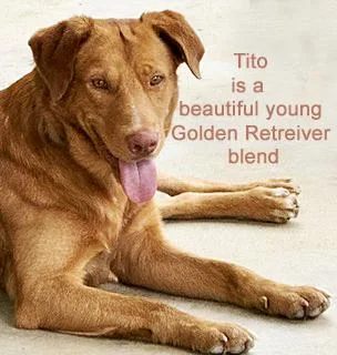 A young medium-sized male Golden Retriever dog named Tito for adoption in Poway, CA