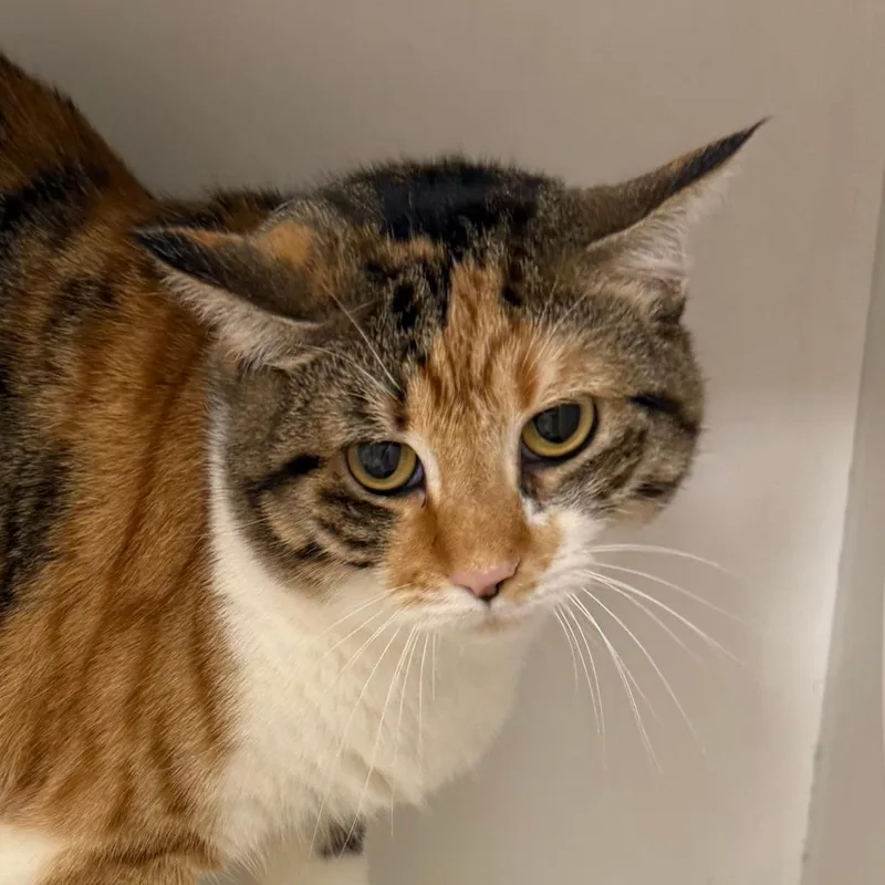An adult large-sized female Domestic Short Hair cat named Morrigan for adoption in Cumming, GA