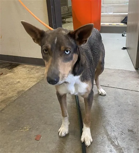 A young medium-sized female Siberian Husky dog named Feli for adoption in Ontario, CA