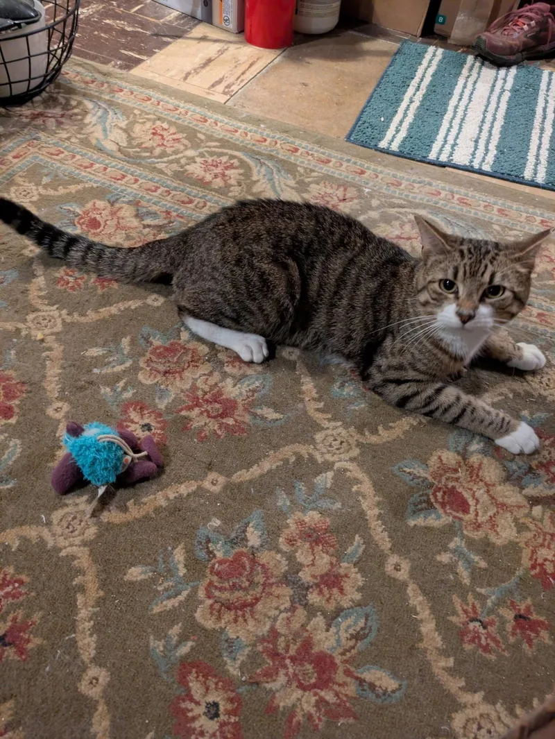 An adult medium-sized male Tabby (Brown / Chocolate) Domestic Short Hair cat named Dennis for adoption in Philadelphia, PA