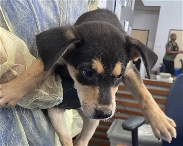 A baby large-sized male Mixed Breed dog named Stannis for adoption in Dallas, TX