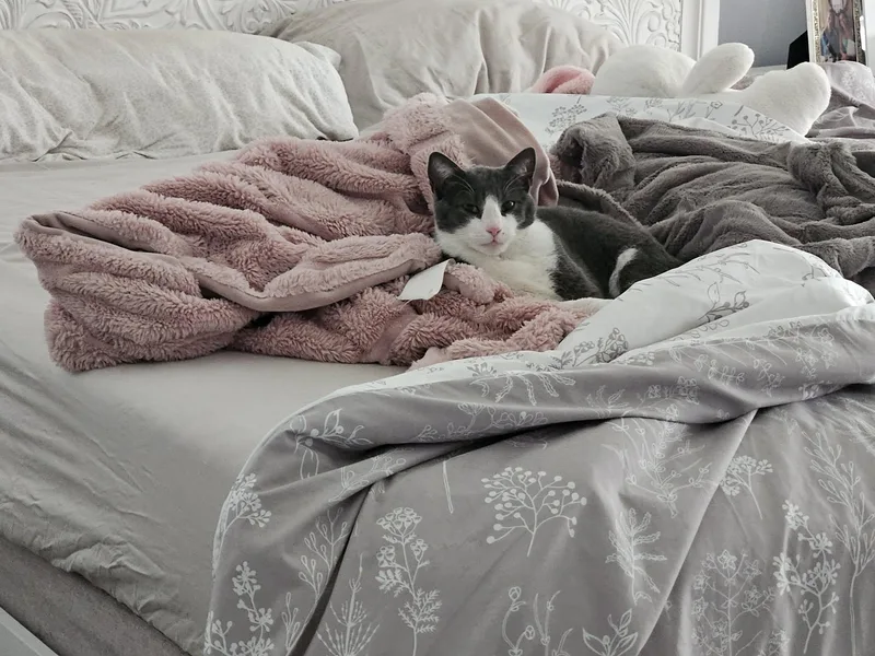 A young medium-sized female Domestic Short Hair cat named Skip for adoption in Woodmere, NY
