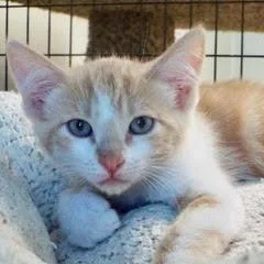 Cantaloupe thumbnail 2