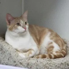 Cantaloupe thumbnail 3