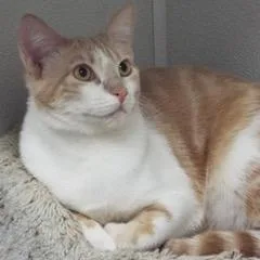 Cantaloupe thumbnail 4