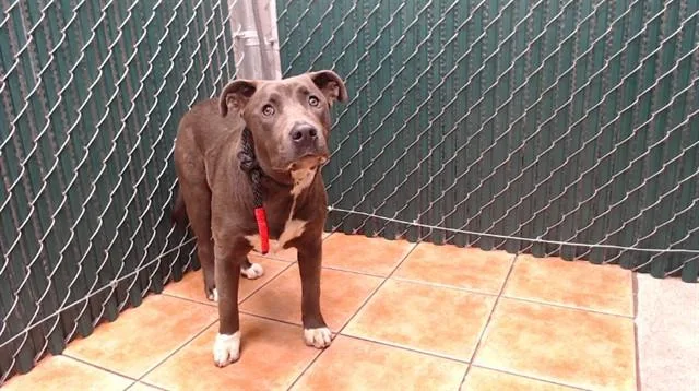 A young medium-sized female Pit Bull Terrier dog named Meika for adoption in Downey, CA