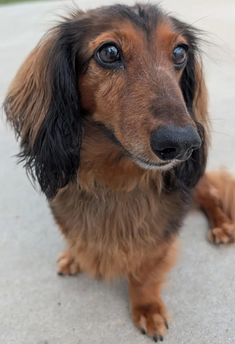 Ollie in TN thumbnail 2