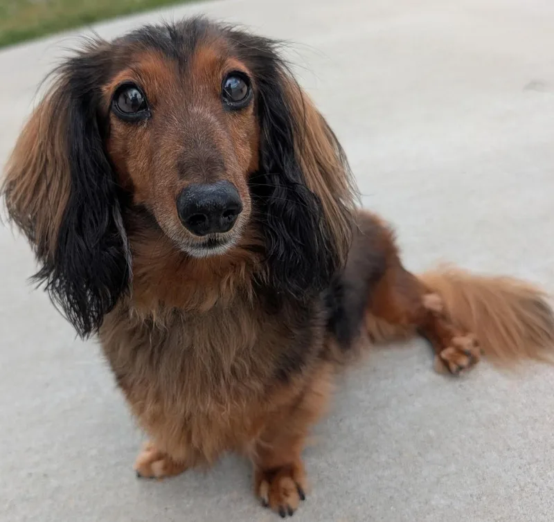 Ollie in TN thumbnail 3