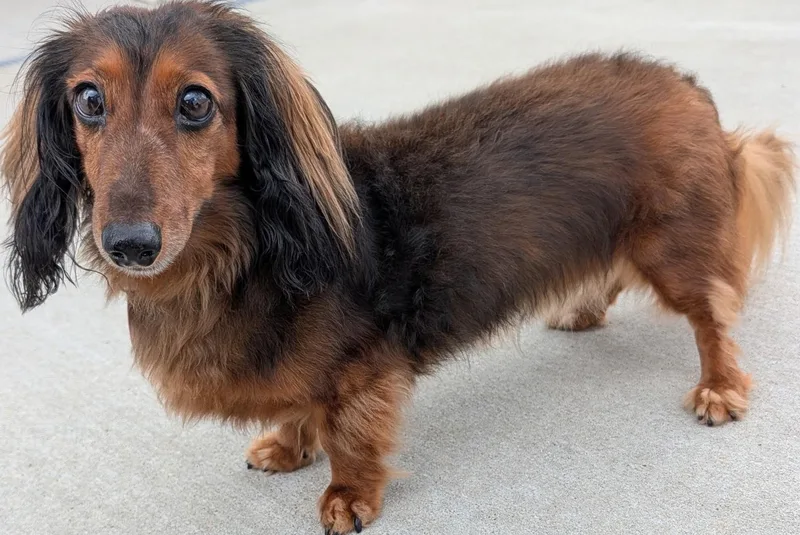 Ollie in TN thumbnail 6
