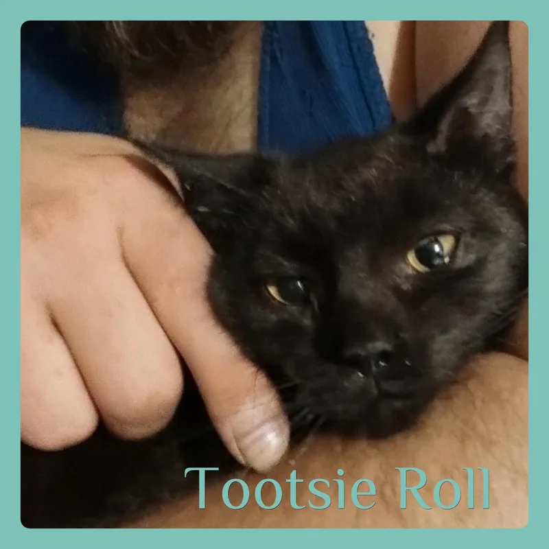 A baby medium-sized male Black Tabby cat named Tootsie Roll for adoption in Lawton, OK
