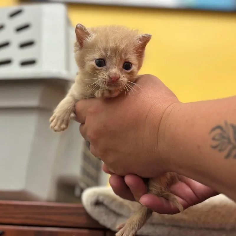 A baby small-sized male Buff / Tan / Fawn Domestic Short Hair cat named Dusty for adoption in Nashville, IN