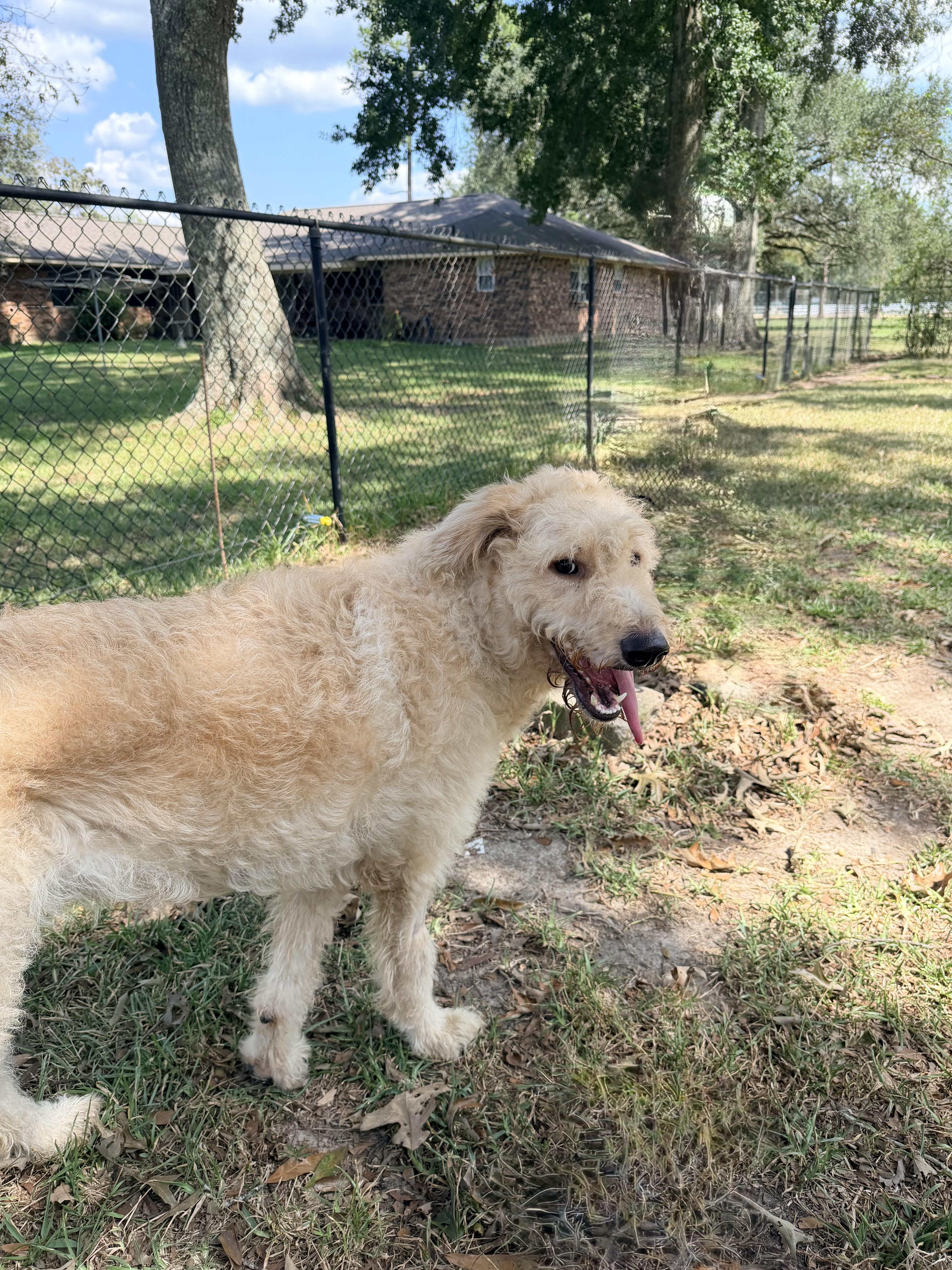 An adult medium-sized female Golden Labradoodle dog named Star for adoption in Baker, LA