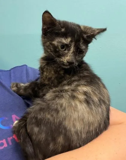 A baby small-sized female Domestic Short Hair cat named Fuzzy Lumpkins for adoption in New Orleans, LA
