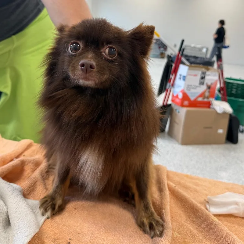 A senior small-sized female Brown / Chocolate Pomeranian dog named Crispy for adoption in Fort Wayne, IN