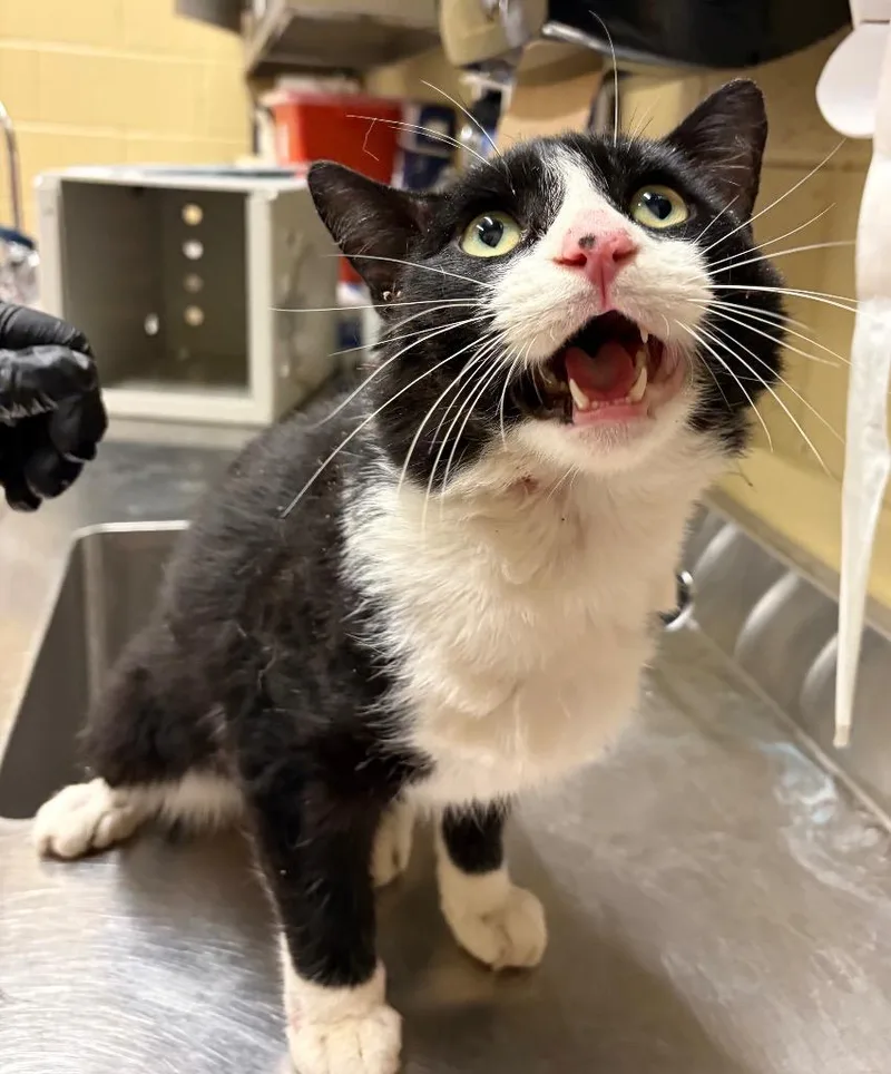 An adult large-sized male Domestic Short Hair cat named Bollito for adoption in Douglasville, GA