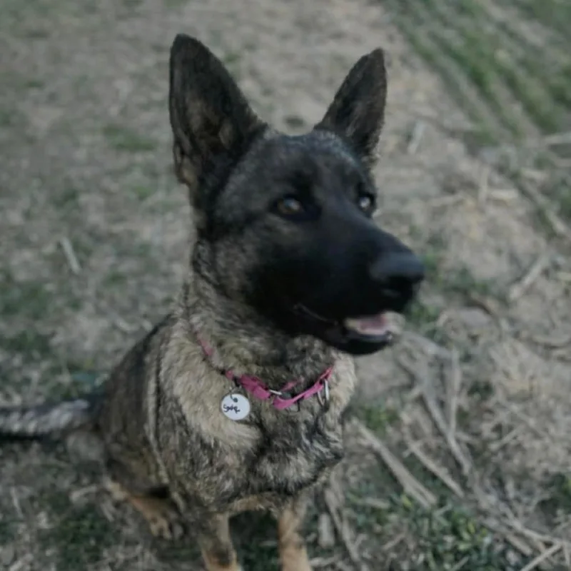 An adult large-sized female Sable German Shepherd Dog dog named Sage for adoption in New Ringgold, PA