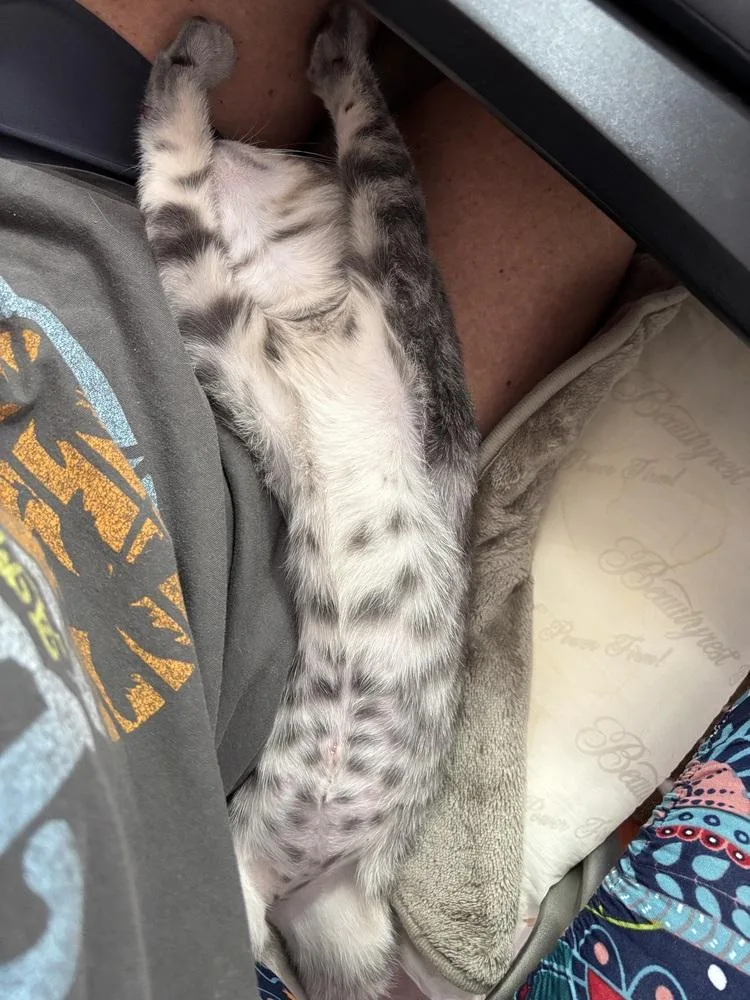 A baby small-sized male Gray / Blue / Silver Domestic Short Hair cat named Necco Wafer for adoption in West Mifflin, PA