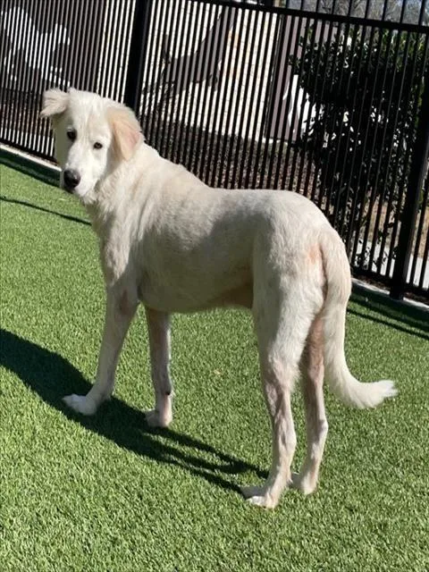 An adult large-sized male Labrador Retriever dog named Casper for adoption in Baytown, TX