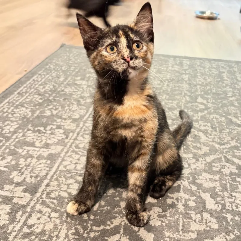A baby small-sized female Black Domestic Short Hair cat named Zev for adoption in Gibsonia, PA