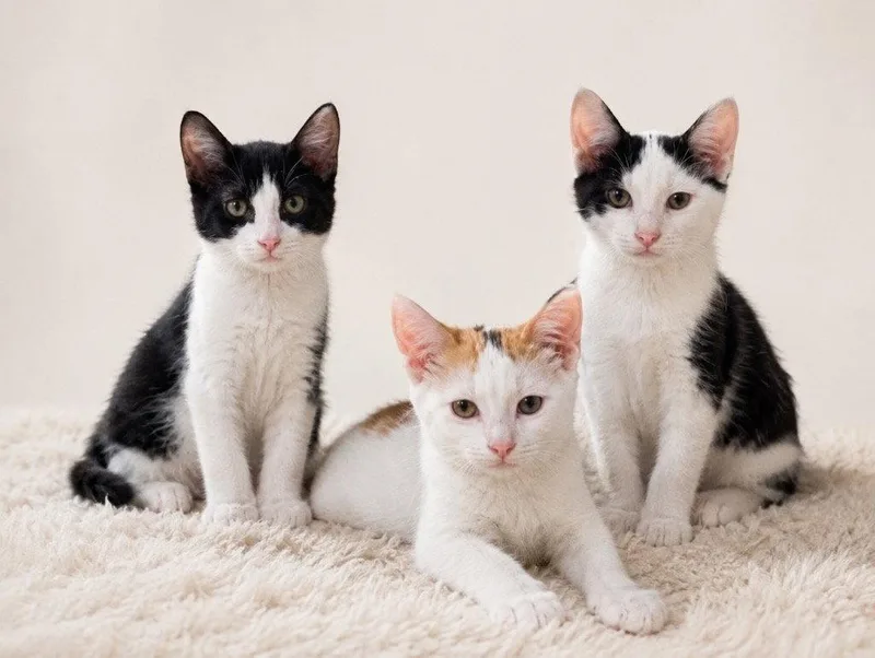 A baby medium-sized female Domestic Short Hair cat named Brom for adoption in Cromwell, KY