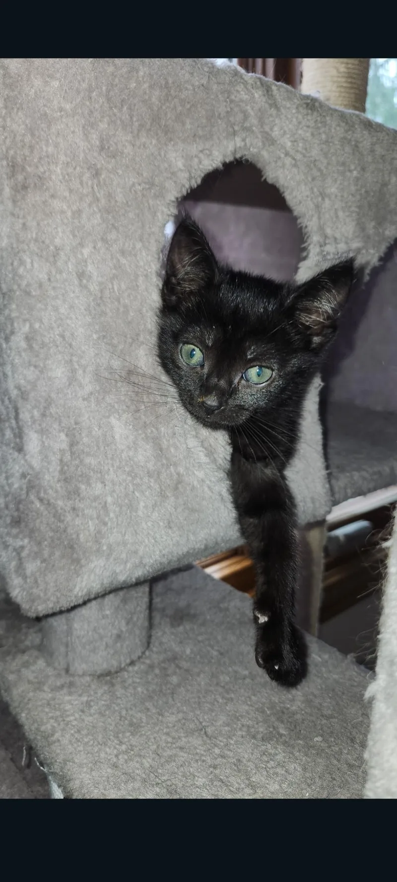 A baby medium-sized male Black Domestic Short Hair cat named Onyx for adoption in Lewis Center, OH