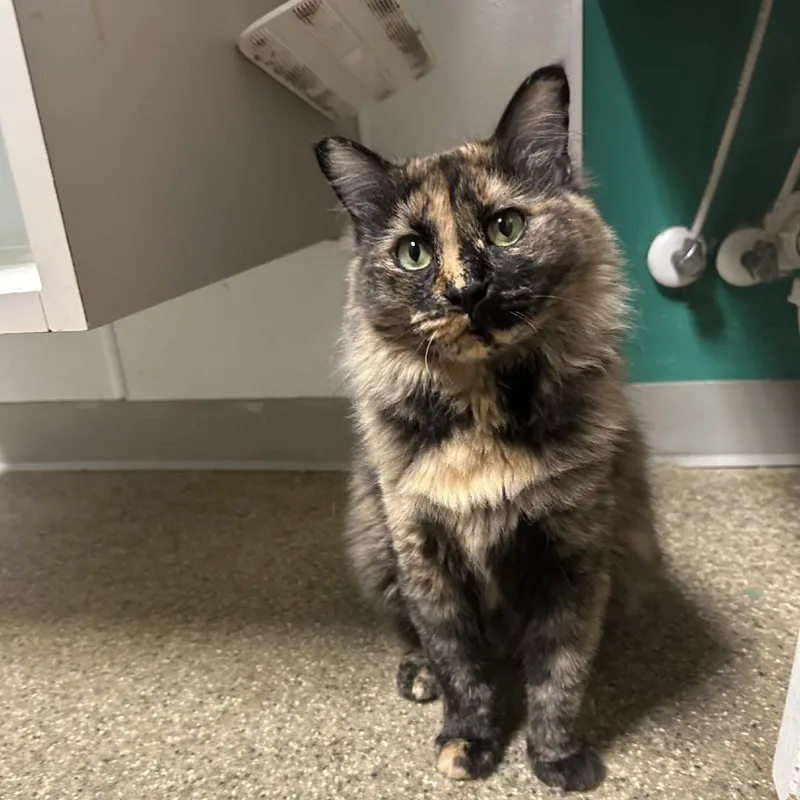 Marigold thumbnail 2