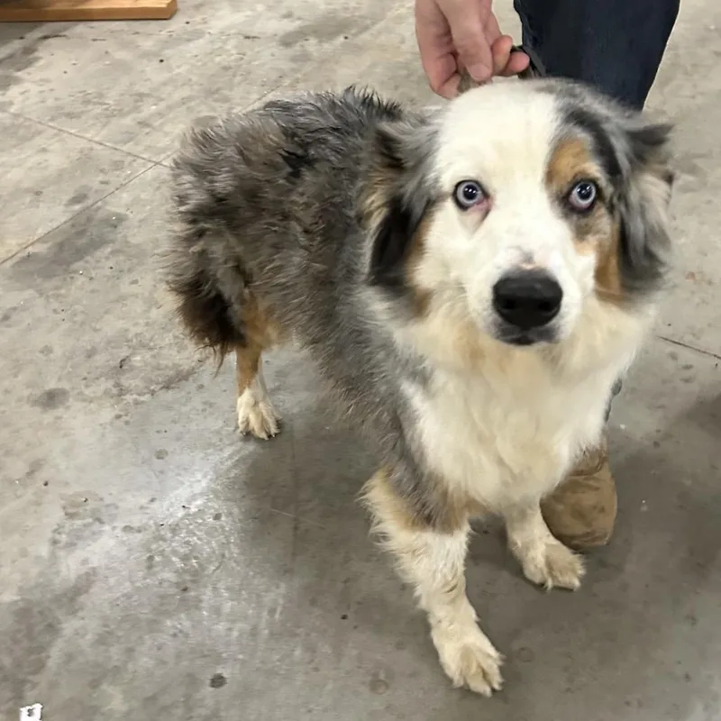 An adult medium-sized male Gray / Blue / Silver Mixed Breed dog named Kevin for adoption in Pauls Valley, OK