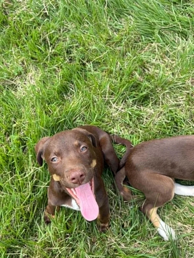 A baby medium-sized male Mixed Breed dog named Collin for adoption in Salisbury, MD