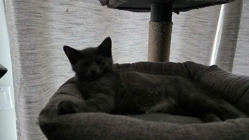 A baby small-sized male Domestic Short Hair cat named Reeses for adoption in Chicago, IL