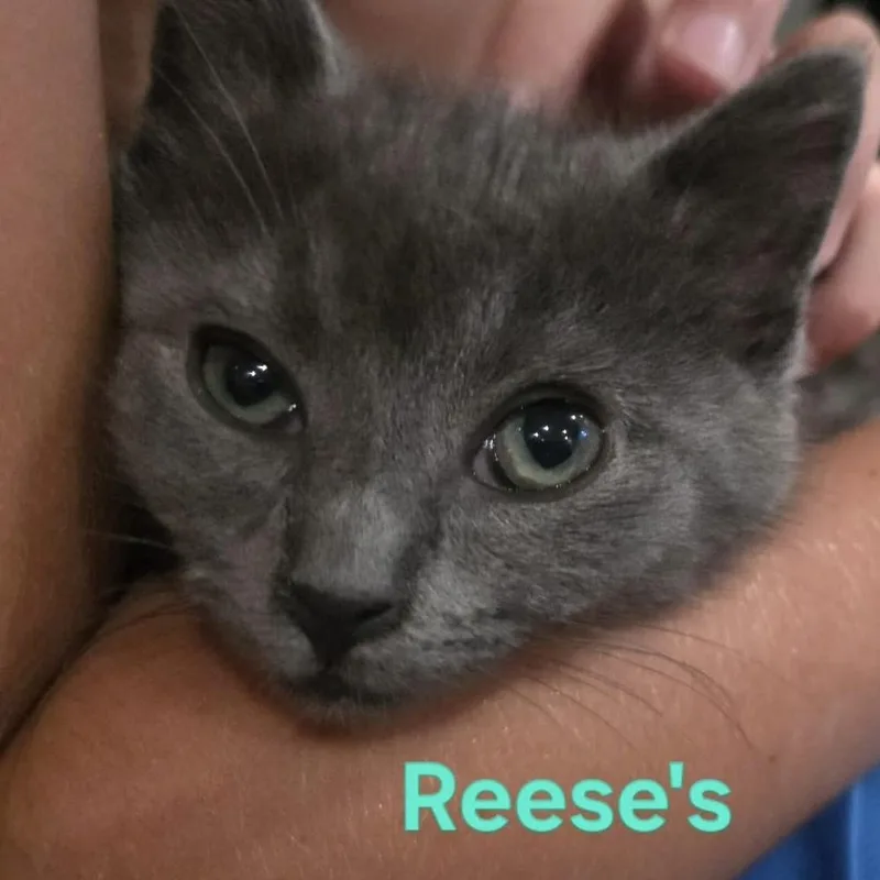 Reeses thumbnail 5