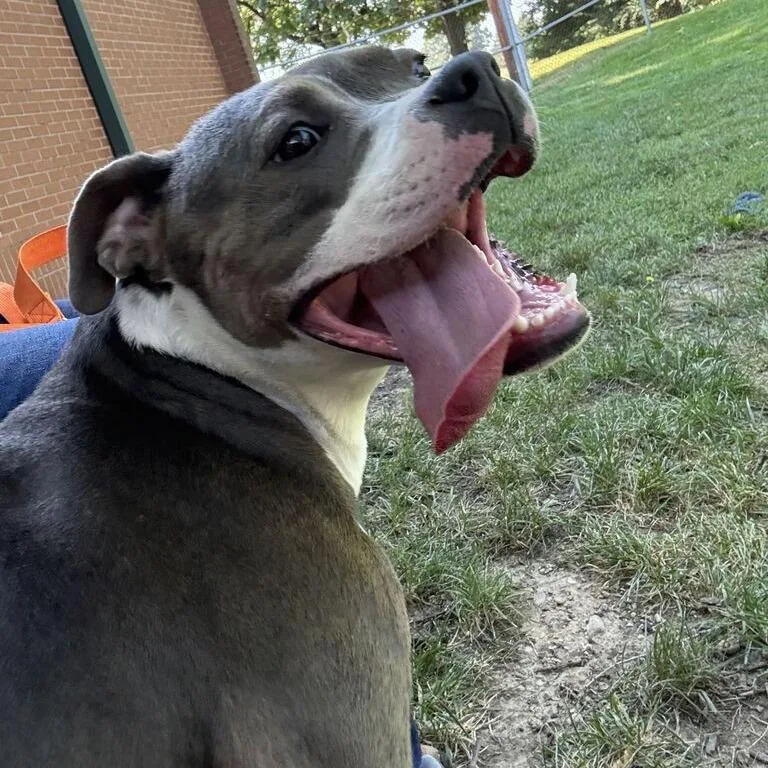 An adult medium-sized male Gray / Blue / Silver Pit Bull Terrier dog named Larry for adoption in Dayton, OH
