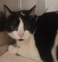 A young small-sized female Domestic Short Hair cat named Shady for adoption in Westminster, MD