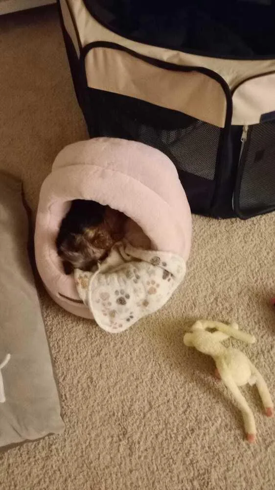 Pw _lola thumbnail 5