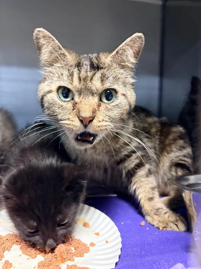 An adult medium-sized female Domestic Short Hair cat named Kiwi for adoption in Huntington, IN