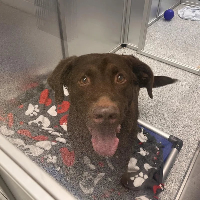 A senior large-sized male Brown / Chocolate Mixed Breed dog named Nemo for adoption in Mentor, OH