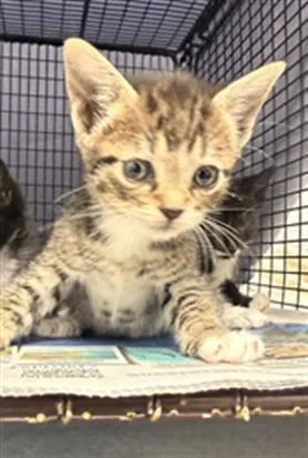 A baby small-sized male Domestic Short Hair cat named A for adoption in Fort Lauderdale, FL