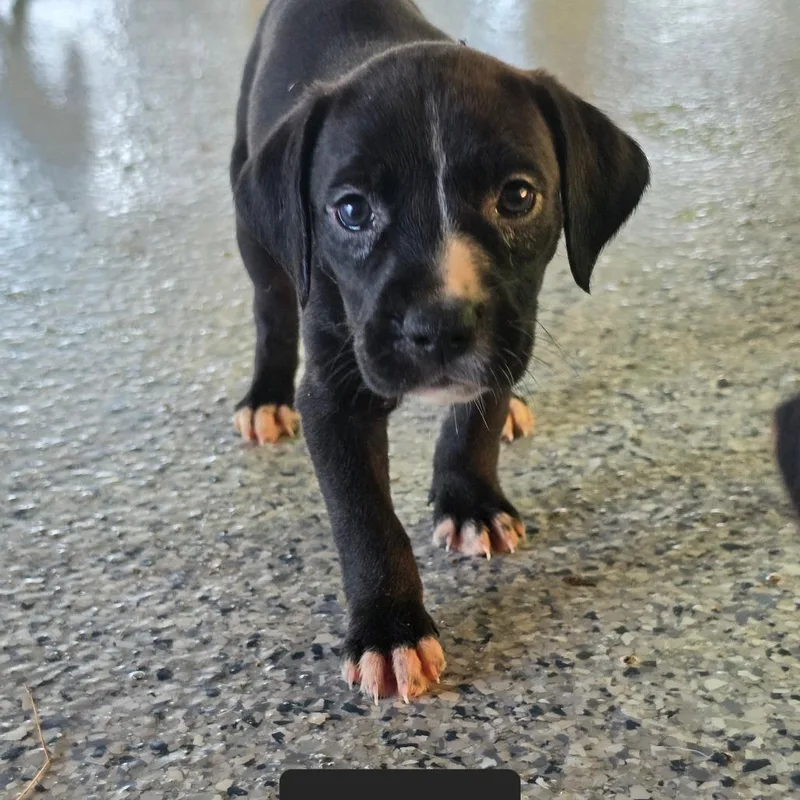 A baby small-sized female Bluetick Coonhound dog named Waffles for adoption in Chesapeake, VA
