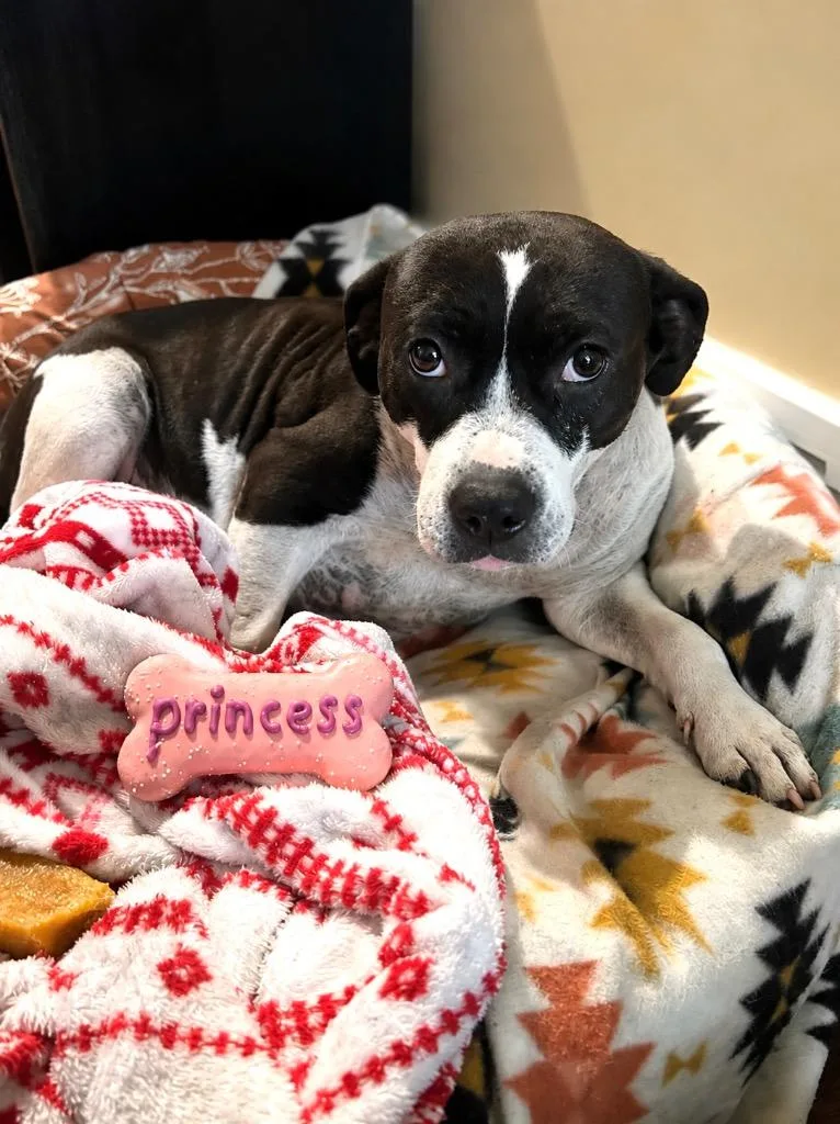 A baby large-sized male Hound dog named Pepe for adoption in Princeton, MA