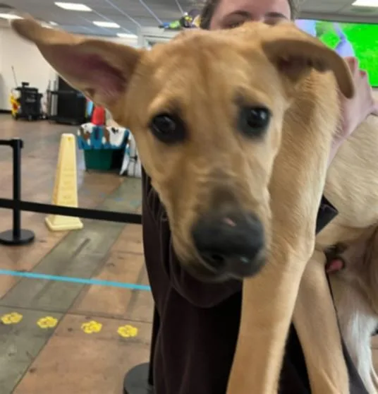 A young medium-sized male German Shepherd Dog dog named Nico for adoption in Van Nuys, CA