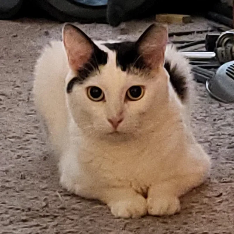An adult small-sized female White Domestic Short Hair cat named Lolita for adoption in Long Beach, CA