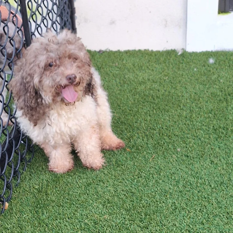 An adult small-sized male Red / Chestnut / Orange Miniature Poodle dog named Donovan for adoption in LOXAHATCHEE, FL