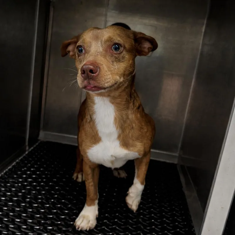 A young small-sized male Brown / Chocolate Terrier dog named Malcolm In The Middle for adoption in Baltimore, MD