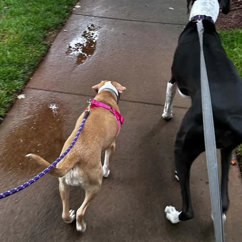 A young medium-sized female Apricot / Beige American Staffordshire Terrier dog named Senna for adoption in Wantagh, NY