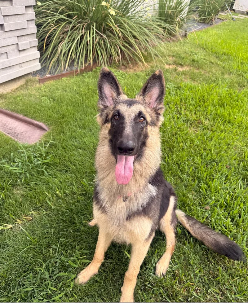 An adult large-sized female Black German Shepherd Dog dog named Tiffy for adoption in Houston, TX