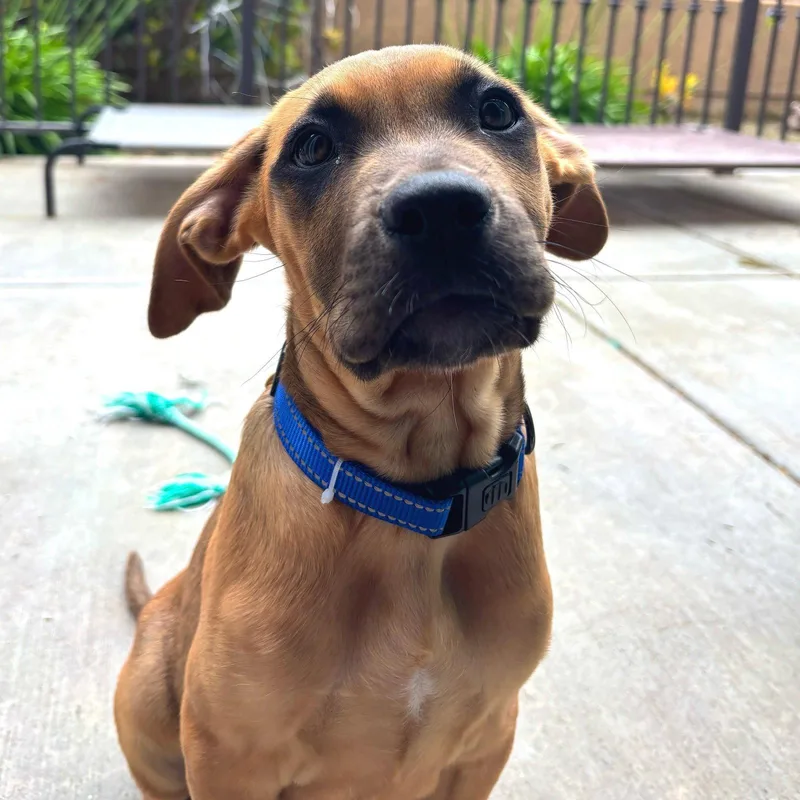 A young medium-sized male Pit Bull Terrier dog named Val for adoption in Sunnyvale, CA