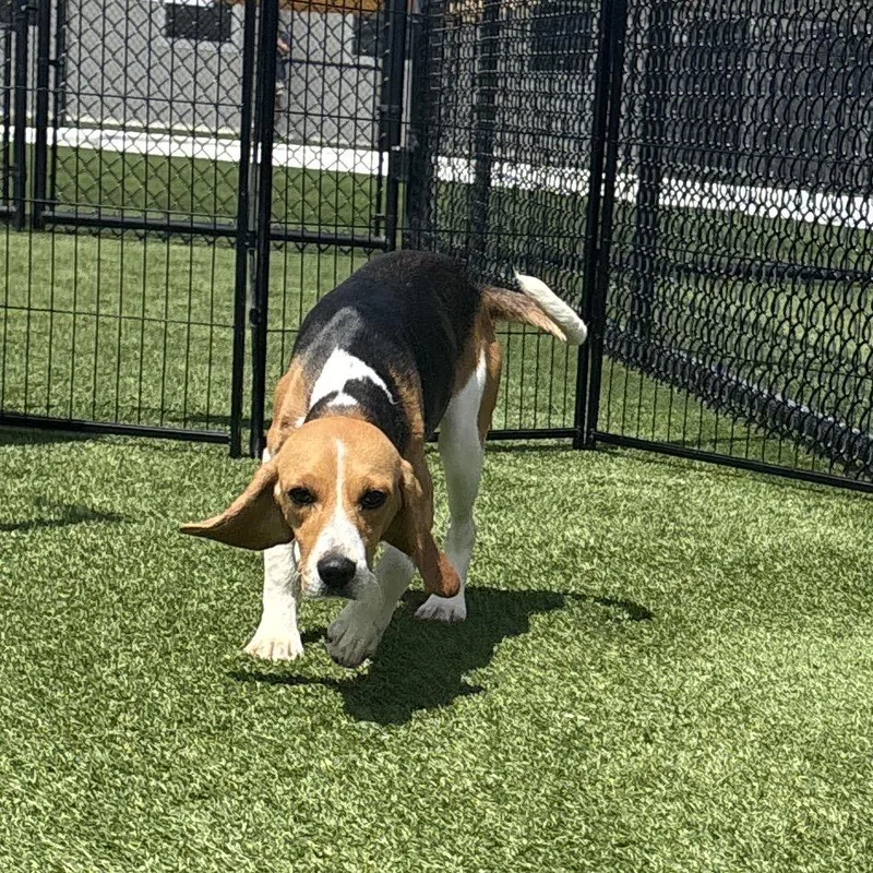 A young small-sized female Brown / Chocolate Beagle dog named Ana for adoption in LOXAHATCHEE, FL