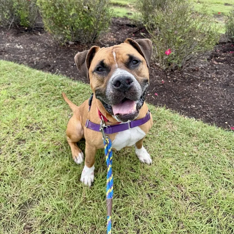 An adult large-sized male Mixed Breed dog named Beaux for adoption in Georgetown, TX